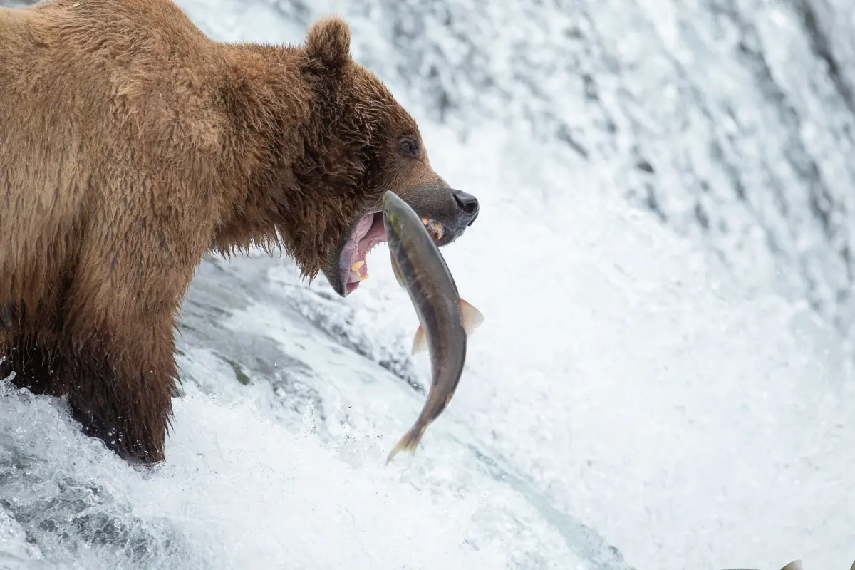 Brown bear catching a salmon at Brooks Falls