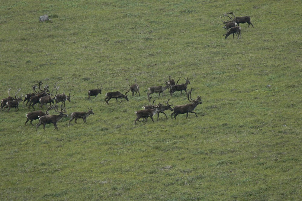 Caribou crossing Alaska tundra